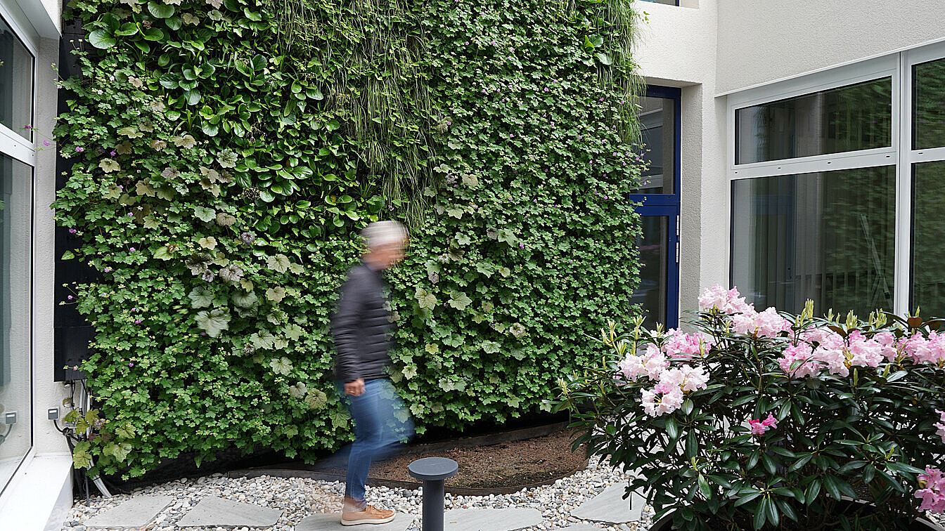 Innenhof: eine Wand ist mit Helix Biomura in einen vertikalen Garten verwandelt worden